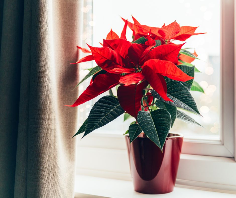 Muutokset palveluissa joulun ja vuodenvaihteen 2025–2026 aikana